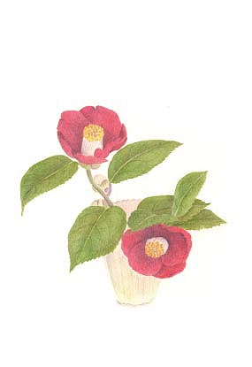 ポストカード<br />つばき