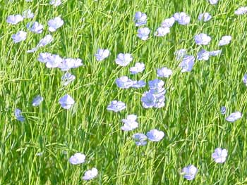 flax 畑のフラックス