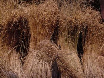 フラックスの束